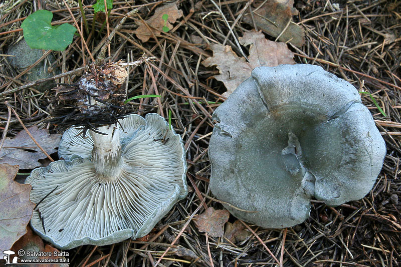 Clitocybe odora foto 1