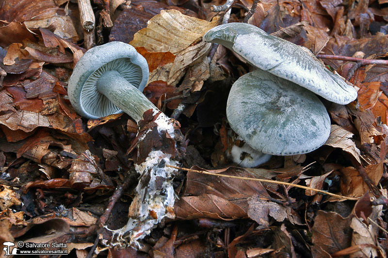 Clitocybe odora foto 2