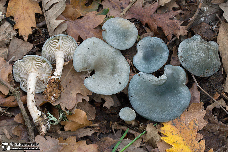 Clitocybe odora foto 3