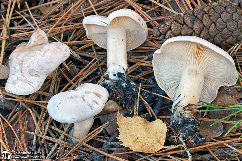 Clitocybe phyllophila foto 1