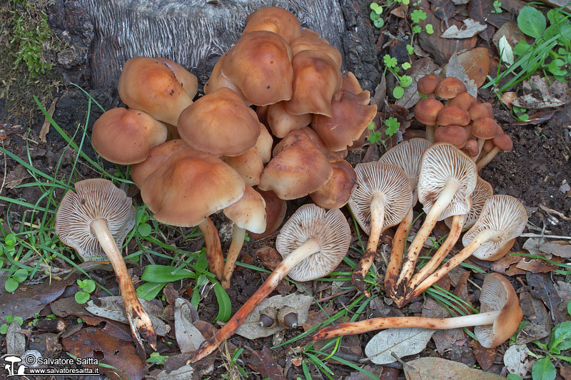 Collybia fusipes foto 1