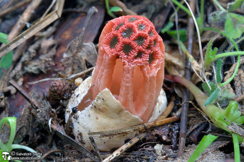 Colus hirudinosus foto 3