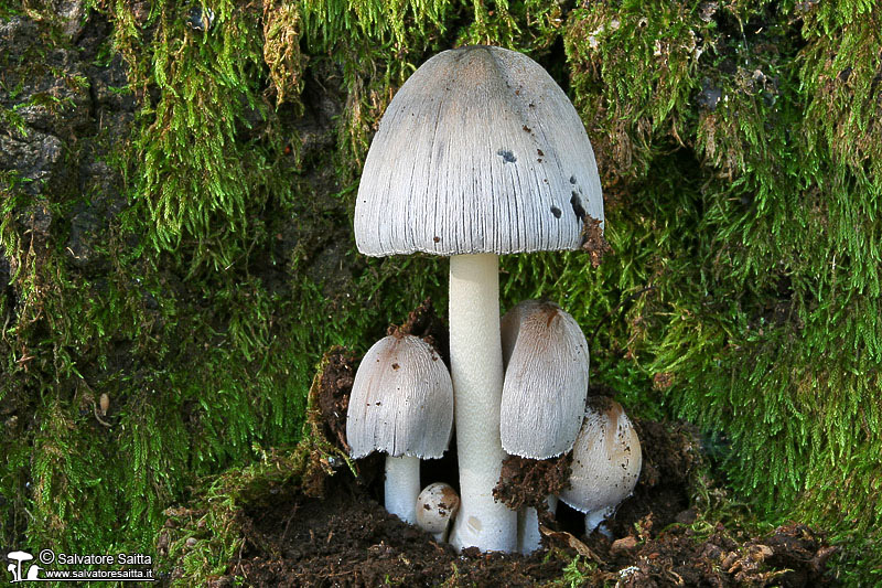 Coprinus insignis foto 1