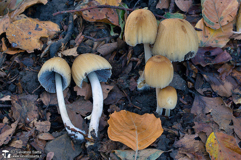 Coprinus micaceus foto 1