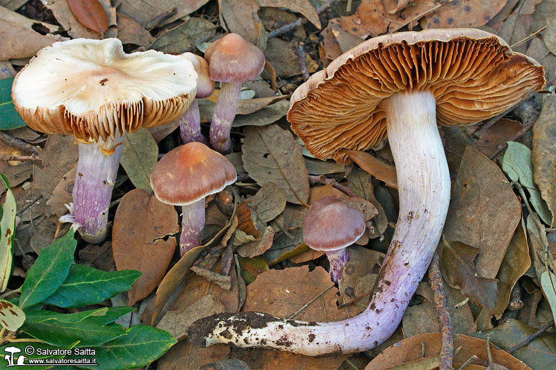 Cortinarius cagei foto 1