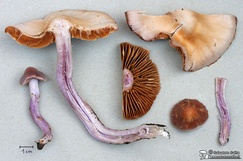 Cortinarius cagei foto 2