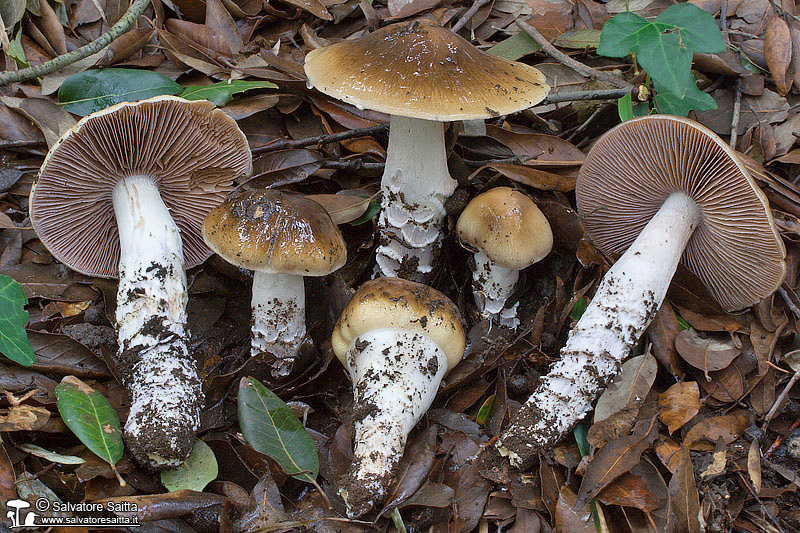 Cortinarius elatior foto 1