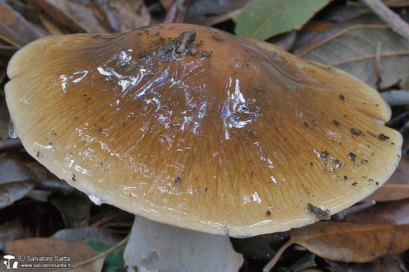 Cortinarius elatior foto 2