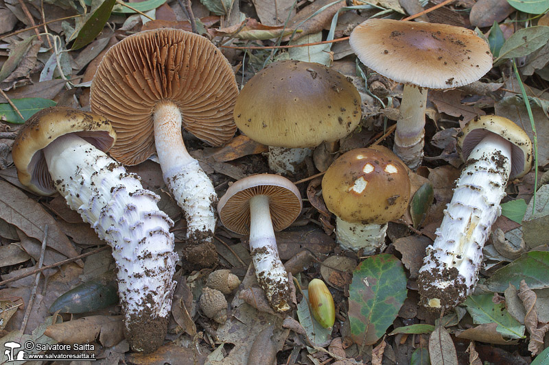 Cortinarius elatior foto 3