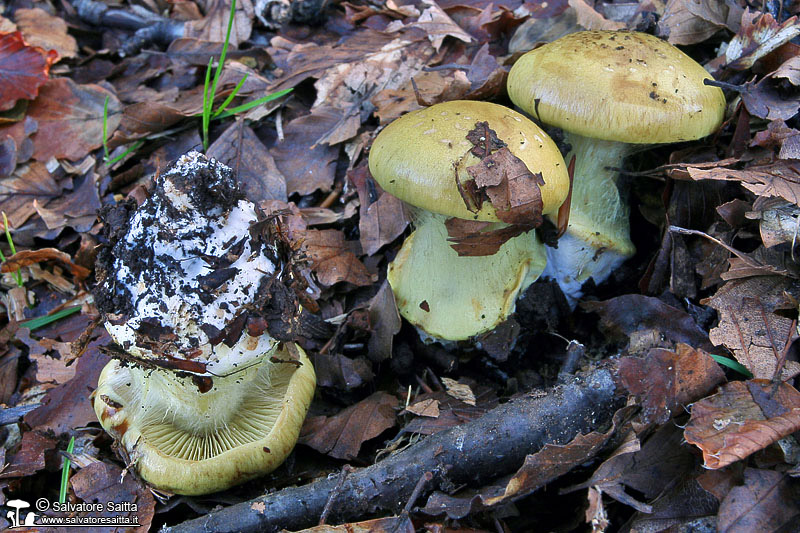 Cortinarius elegantissimus foto 1