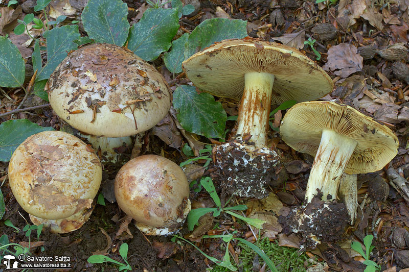 Cortinarius elegantissimus foto 2