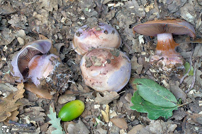 Cortinarius rufoolivaceus var. vinosus foto 1