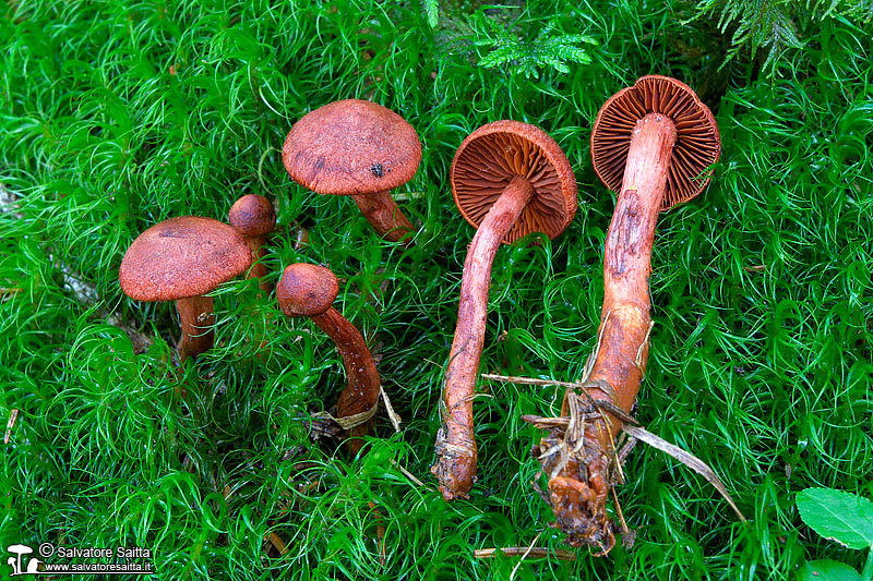 Cortinarius sanguineus foto 1