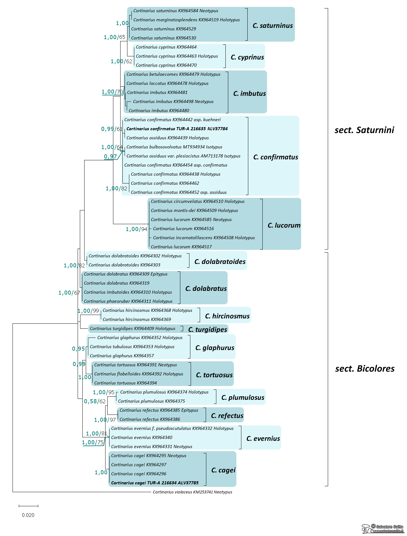 Cortinarius subgen. Telamonia sect. Saturnini e Bicolores albero filogenetico foto 1