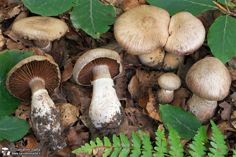 Cortinarius torvus foto 1