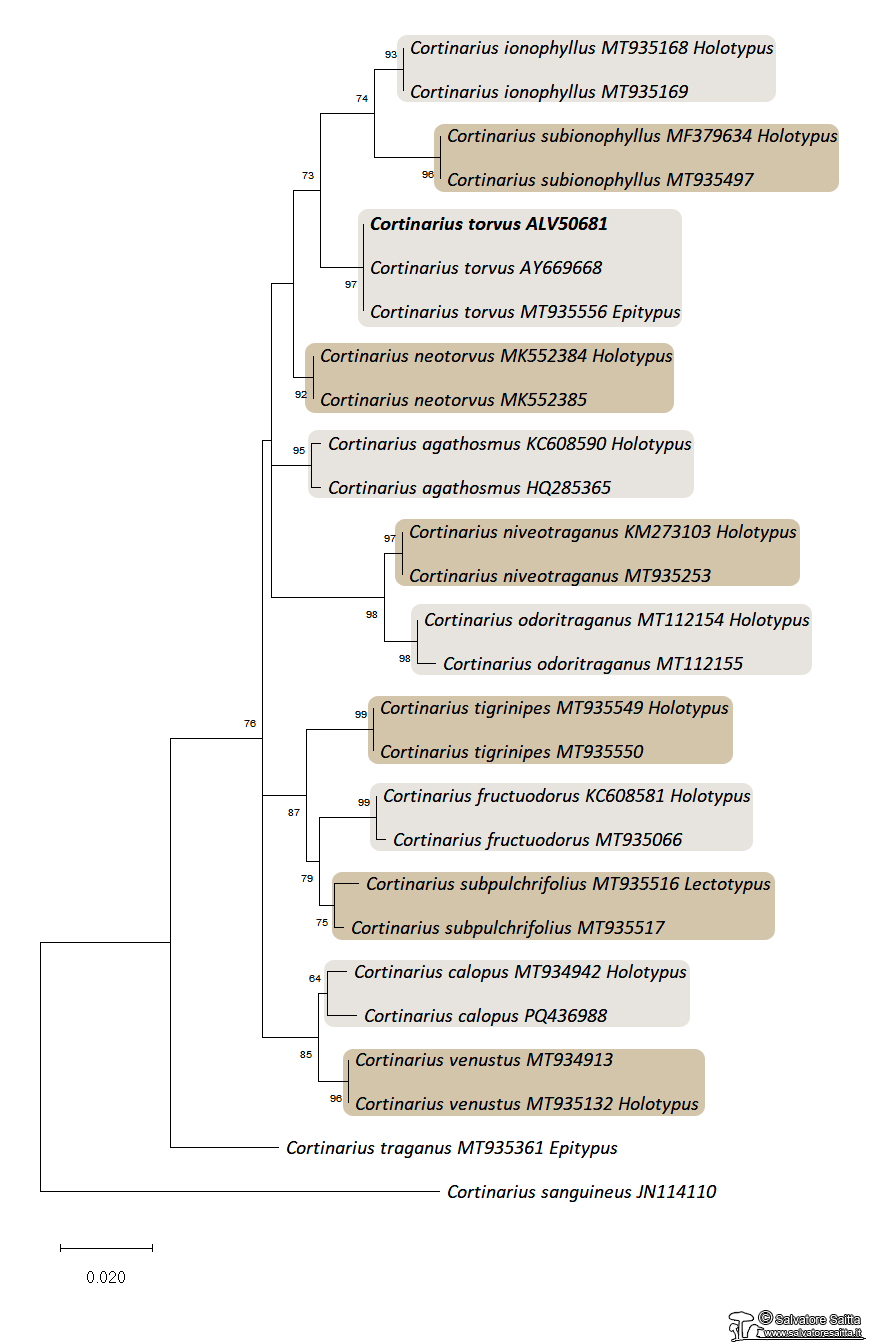 Cortinarius torvus albero filogenetico foto 1