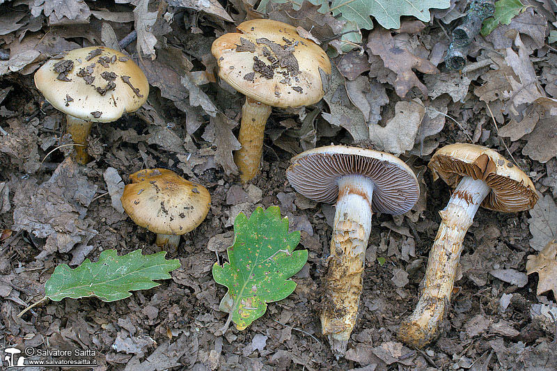 Cortinarius trivialis foto 1