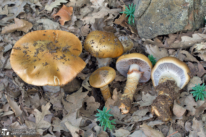 Cortinarius trivialis foto 2