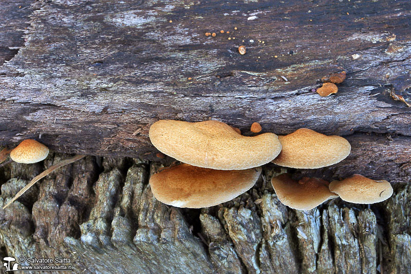 Crepidotus calolepis foto 1