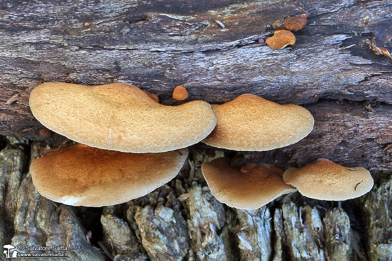 Crepidotus calolepis foto 2