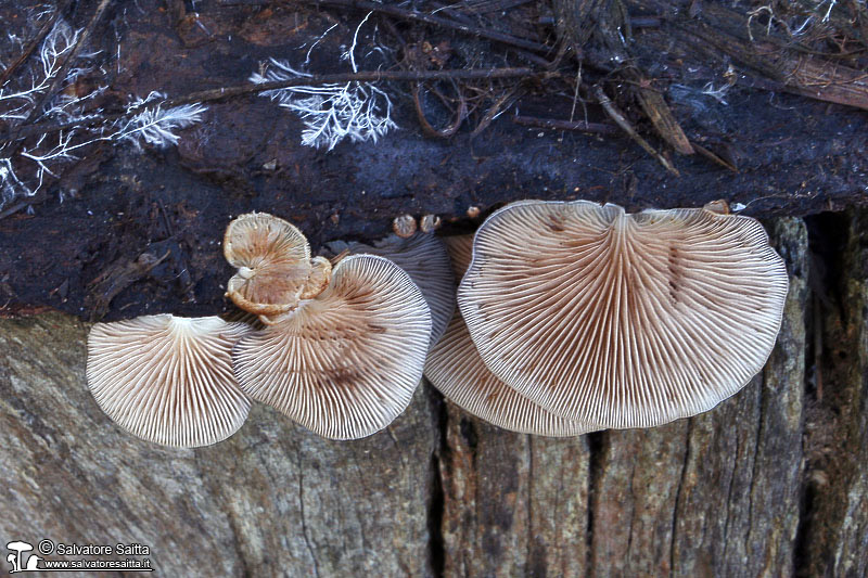 Crepidotus calolepis foto 3