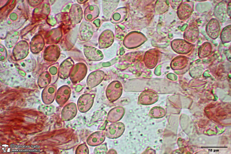 Crinipellis scabella spore foto 2