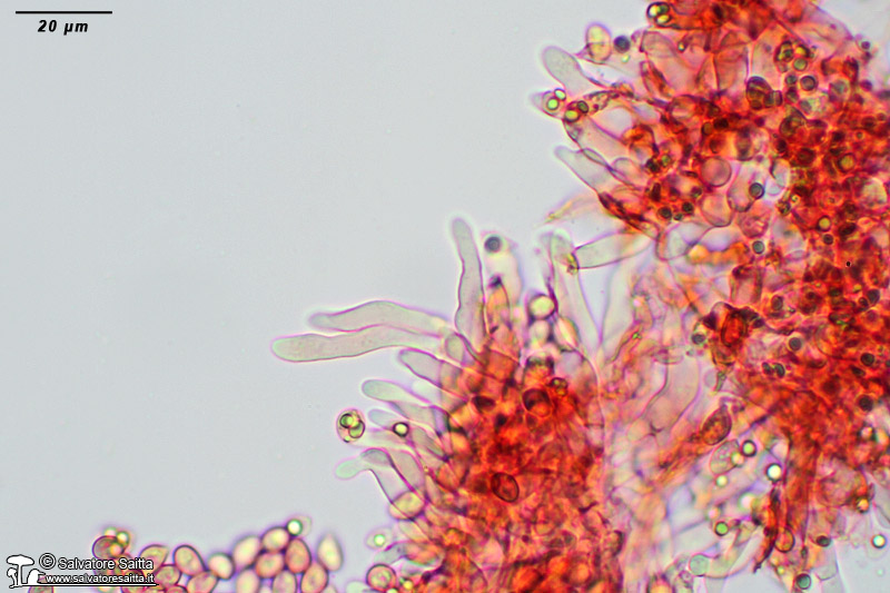 Crinipellis scabella cheilocistidi foto 1
