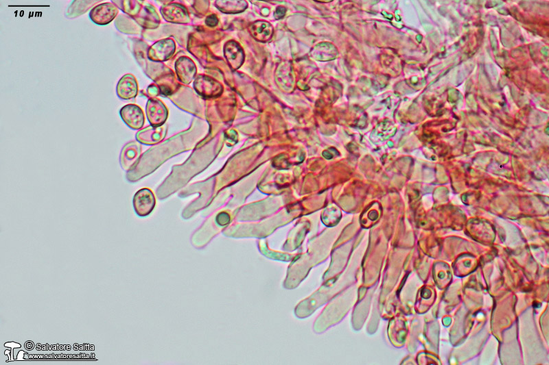 Crinipellis scabella cheilocistidi foto 2