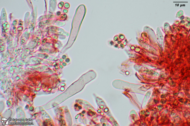 Crinipellis scabella pleurocistidi foto 1