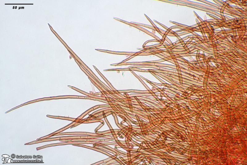 Crinipellis scabella cuticola foto 1