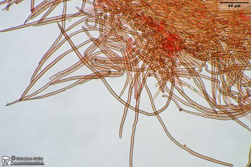 Crinipellis scabella cuticola foto 2