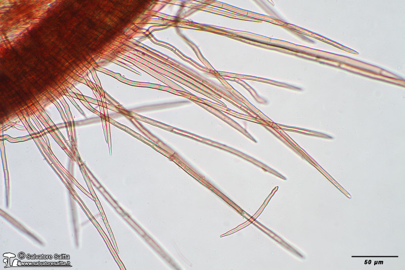 Crinipellis scabella stipitipellis foto 1