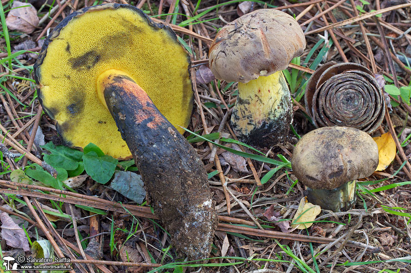 Cyanoboletus pulverulentus foto 1