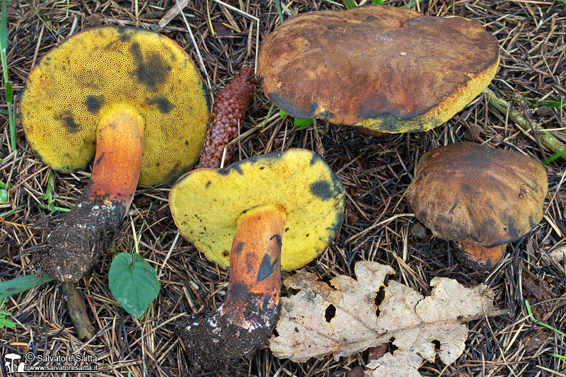 Cyanoboletus pulverulentus foto 2