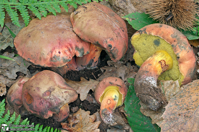 Cyanoboletus pulverulentus foto 3