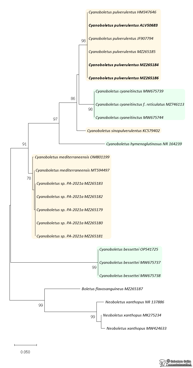 Cyanoboletus albero filogenetico foto 1