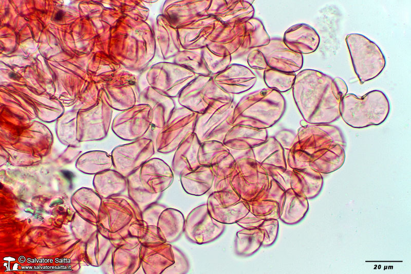 Cystoderma carcharias epicute foto 2