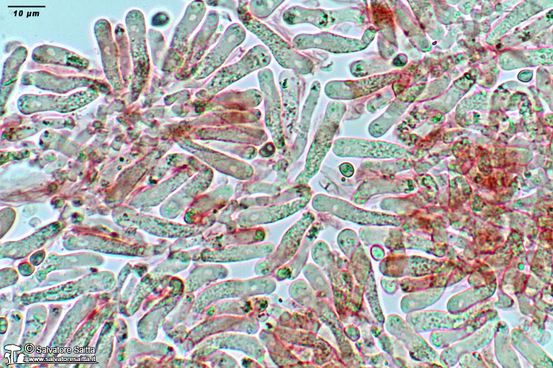 Cystoderma carcharias elementi imeniali foto 1