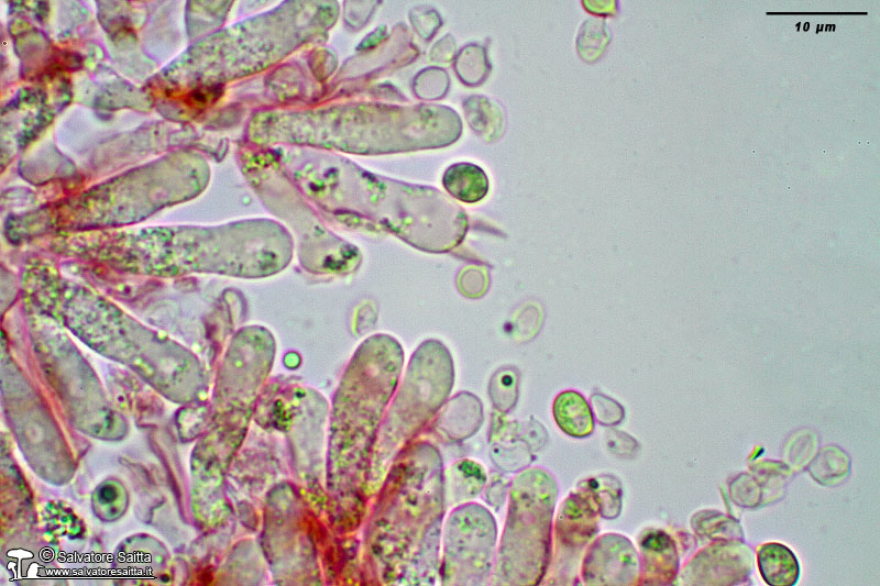 Cystoderma carcharias elementi imeniali foto 2