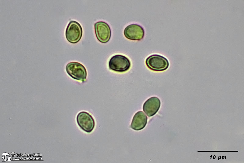Cystoderma carcharias spore foto 1