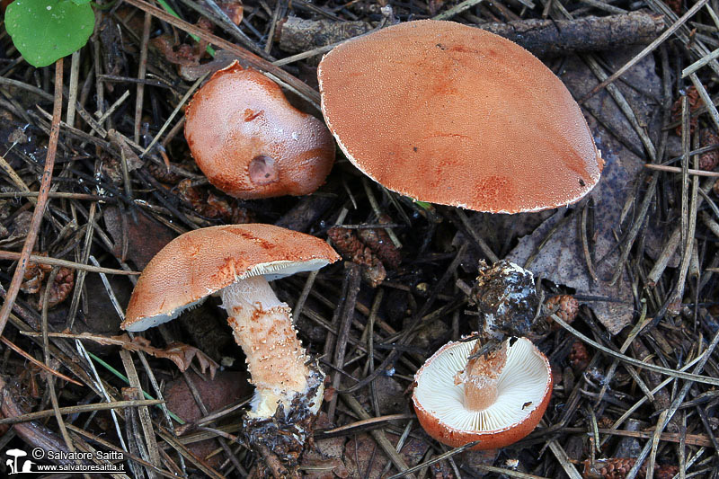 Cystoderma terreyi foto 2