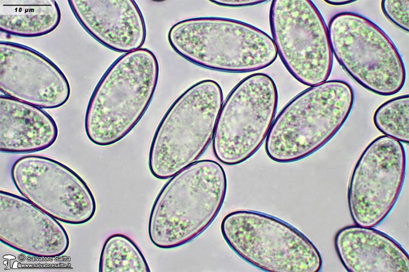 Donadinia helvelloides spore foto 1