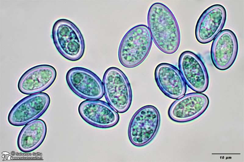 Donadinia lusitanica spore foto 1