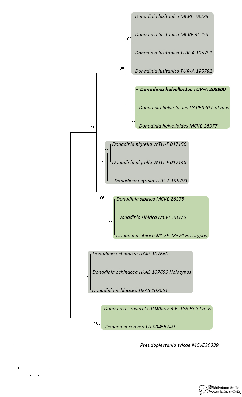 Donadinia albero filogenetico ITS-LSU