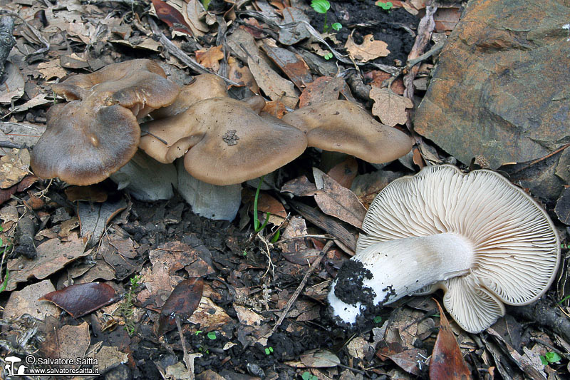 Entoloma lividoalbum foto 1
