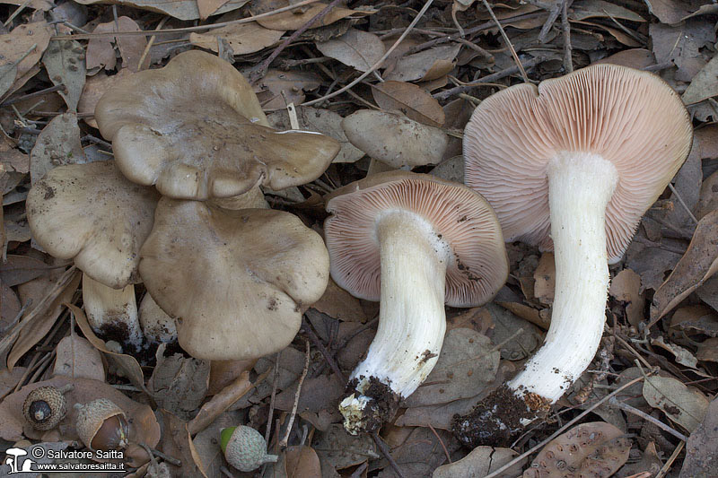 Entoloma lividoalbum foto 2