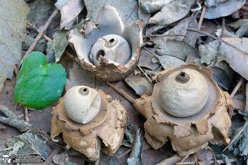 Geastrum triplex foto 1