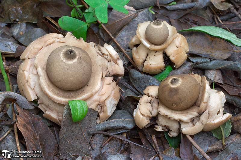 Geastrum triplex foto 2