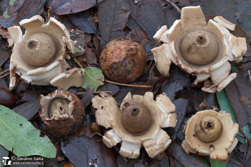 Geastrum triplex foto 3