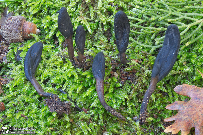 Geoglossum brunneipes foto 4